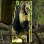 New World PRIMATES Dataset